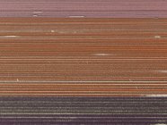 Full frame shot of crops pattern in agricultural field — Stock Photo
