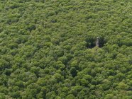 Vista aérea de la antena en medio de árboles que crecen en el bosque - foto de stock