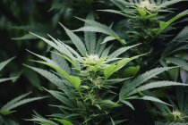 Закрыть вид на растение марихуаны, растущее на открытом воздухе — стоковое фото