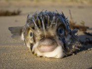 Close up view of Balloonfish lying on sand — Stock Photo
