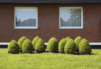 Sunlit topiary garden in front of suburban house — Stock Photo