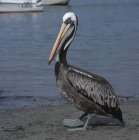Peruviano Pelican in piedi sulla riva fangosa — Foto stock