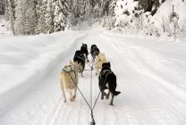Vue arrière de chiens tirant traîneau à travers la route de neige — Photo de stock
