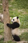 Carino panda appoggiato al tronco d'albero — Foto stock