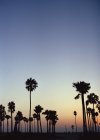 Palm trees silhouettes over sunset sky — Stock Photo