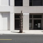 Sunlight shining on a dead palm tree in front of a building — Stock Photo