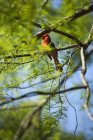 El pájaro de Carolina del Norte posado en ramas - foto de stock