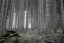 Full frame shot of tree trunks at forest — Stock Photo
