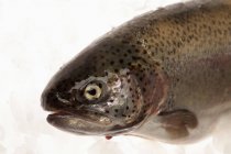 Close up view of rainbow Trout on ice — Stock Photo