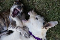 Close up view of two dogs on grass roaring and fighting — Stock Photo