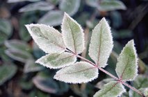 Blätter von Rosenstrauch mit Frost bedeckt — Stockfoto