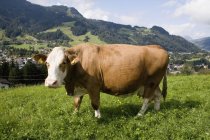 Вид сбоку на коричневую корову, идущую по полю — стоковое фото