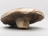 Close up viwe of portobello mushroom on white background — Stock Photo