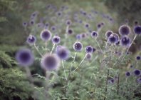 Fleurs sauvages violettes colorées dans le champ — Photo de stock