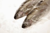 Rainbow trouts in plastic bags on ice — Stock Photo