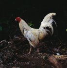 Вид сбоку на курицу, гуляющую на природе — стоковое фото