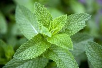 Leaves on a mint plant (Lamiaceae), close-up — Stock Photo