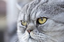 Retrato de gato doméstico gris mirando hacia otro lado curiosamente - foto de stock