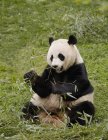 Panda seduta sul pendio e mangiare foglie — Foto stock