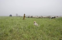 Two dogs and herd of sheep in foggy countryside field — Stock Photo
