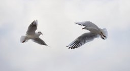 Two birds flying to each other — Stock Photo