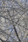 Full frame shot di rami d'albero congelati — Foto stock