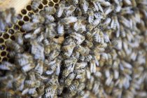 Full frame shot of honey bees — Stock Photo