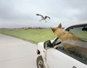 Rear view of dog leaning out car window and looking at stork in flight over flock of sheep — Stock Photo