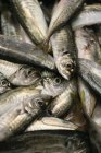 Full frame shot of pile of Sardines — Stock Photo