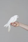 White dove perched on human hand over wall on background — Stock Photo