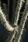 Close up view of thorns on sunlit stems of plant — Stock Photo