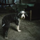 Rural stray dog looking at camera — Stock Photo