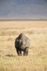 Фронтальний вид носоріг ходьба в safari — стокове фото