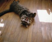 Um gato deitado no chão de madeira e bocejando — Fotografia de Stock