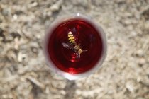 Directly above view of wasp in glass with drink — Stock Photo