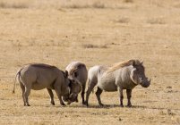 Tre Warthogs a natura durante giorno soleggiato — Foto stock