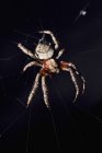 Vista de cerca de la araña en la web sobre fondo negro - foto de stock