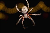 Close up view of spider on background of night lights — Stock Photo