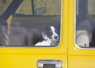 Retrato de perro encerrado en coche amarillo y mirando a la cámara - foto de stock