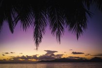 Живописный вид пальмовых листьев на закат — стоковое фото
