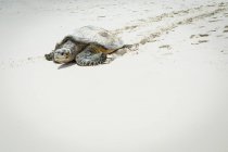 Turtle crawling on sand at beach during sunny day, — Stock Photo