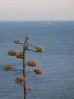 Живописный вид дерева на море с лодкой, плывущей вдалеке — стоковое фото