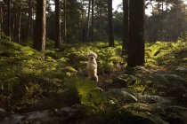 Retrato lindo labradoodle en las piernas traseras en bosque, Wiendorf, Mecklenburg-Vorpommern, Alemania - foto de stock
