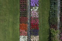 Aerial view experimental flower crops, Hohenheim, Baden-Wuerttemberg, Germany — Stock Photo