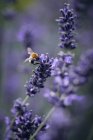 Une lavande pollinisatrice d'abeilles — Photo de stock