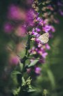 Ein Schmetterling auf einer lila blühenden Pflanze — Stockfoto