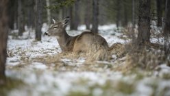 Hirsche, die in verschneiten Wäldern liegen, Lake Louise, Alberta, Canada — Stockfoto
