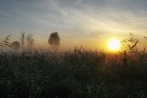 Idyllic, tranquil sunrise and fog over rural field, Leopoldshagen, Mecklenburg-Vorpommern, Germany — Stock Photo