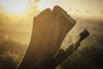 Spiderweb on tree stump in ethereal sunrise field — Stock Photo