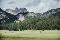 Caballos en idílico valle verde, Parque Natural Drei Zinnen, Tirol del Sur, Italia - foto de stock